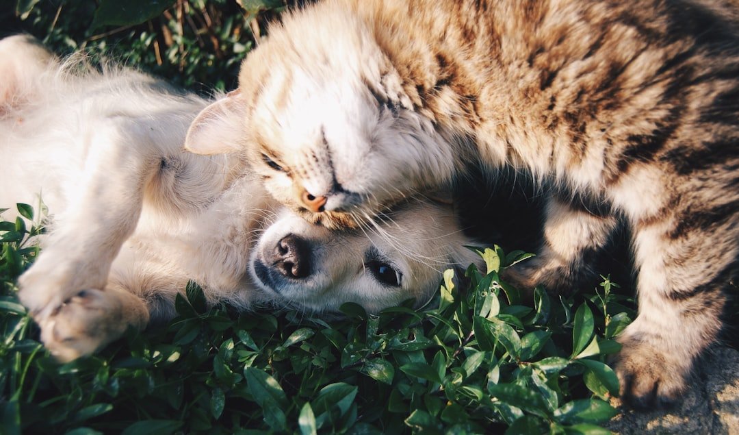 Greater Shepparton Reminds Residents to Register Pets Before April Deadline