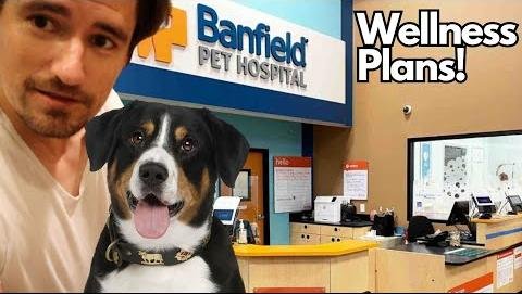 Survey Reveals Regional Variations in Pet Preventive Care Practices