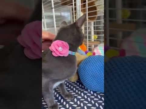 Rescue Pets Darla, Goatbert, and Bly Seek Loving Homes