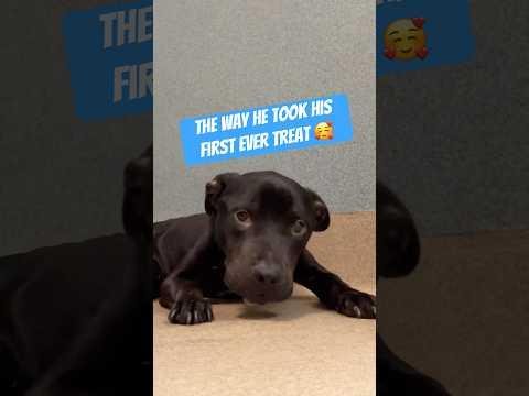Meet Amora, Trixy, and Bruce: Adopt These Loving Pets