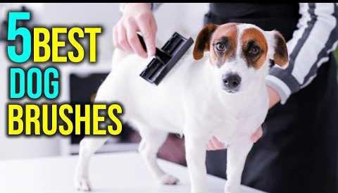Top Dog Brushes for 2025: Expert Picks for Grooming Success