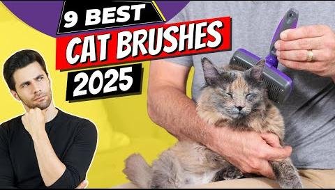 Best Cat Brushes of 2025: Top Picks for Feline Grooming
