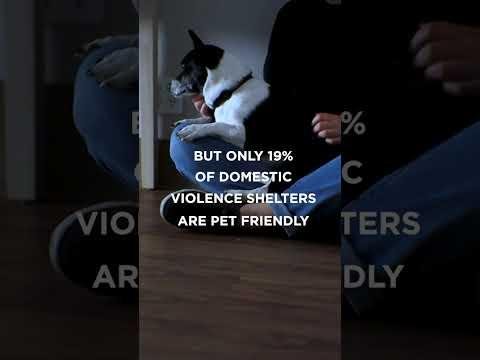 Pet Owners Find Financial Relief Through Crowdfunding and Charities