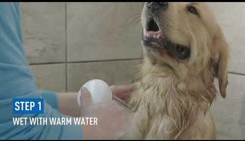 Top Flea Shampoos for Dogs: Effective Solutions for Pet Owners