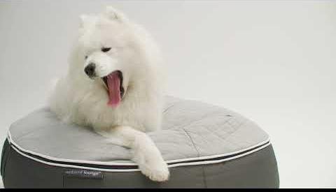 Top Stylish Dog Beds in Australia for Comfort and Style