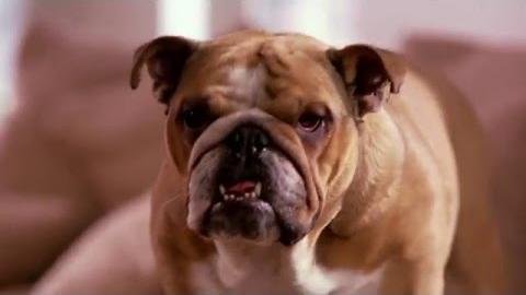 Petbarn Launches PetAds Retail Media Network for Brand Engagement