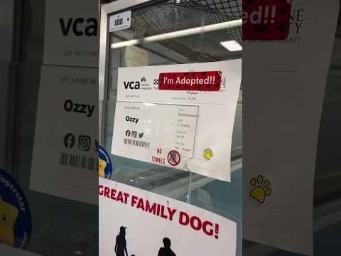 Pet Circle & PetRescue Unite to Rehome Large Dogs