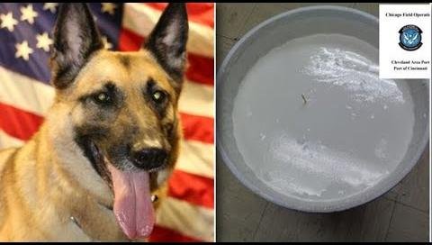 CBP Uncovers $1.8M Meth Shipment Disguised as Dog Shampoo