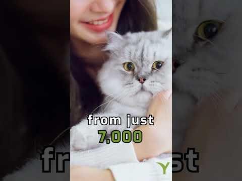 Debate Over Sale of Pets at Korean Discount Chains