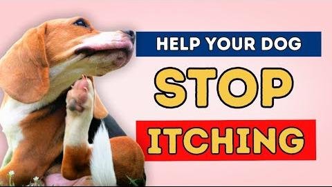 Natural Dog Allergy Supplements: Relief and Immune Support