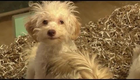 Denver Considers Ban on Pet Store Sales to Combat Cruelty