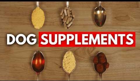 Pet Wellness Tech Enhances Longevity and Quality of Life