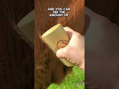 Unilever’s Cafuné: Innovative Pet Care Brand Prioritizing Well-being