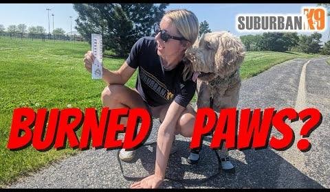 Protect Your Dog’s Paws from Summer Heat with Paw Protectors