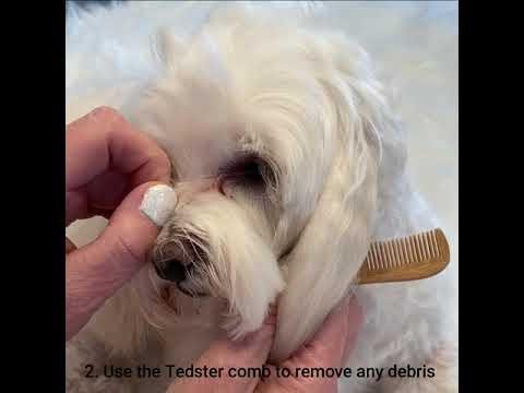 Veterinarian-Recommended Solutions for Dog Tear Stains