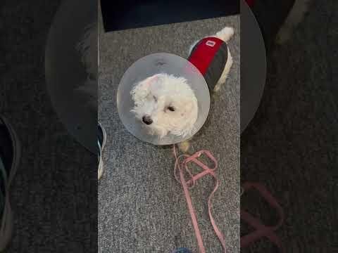 Study Shows Pet Owners Prefer Gel Over Elizabethan Collars