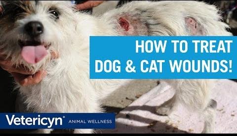 Vetericyn Animal Wellness: Safe Solutions for Pet Wound Care