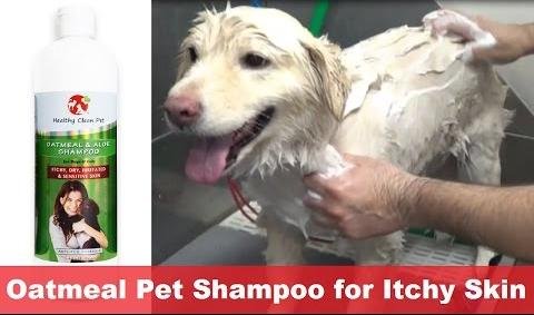 Top Dog Shampoos for Healthy Skin and Coat Care
