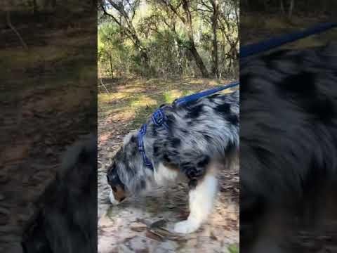 Best Nasal Moisturizers for Australian Shepherds: Expert Recommendations