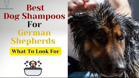 Insights on Best Shampoos for German Shepherds’ Sensitive Skin