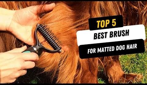 Best Dog Brushes for Matted Hair: A Grooming Guide