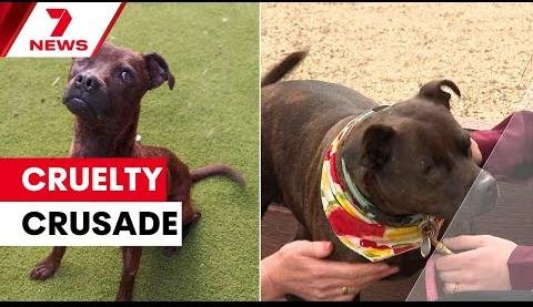 RSPCA Raid Rescues 500 Animals from Deplorable Pet Store