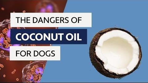 Unlocking the Benefits of Coconut Oil for Dogs’ Health