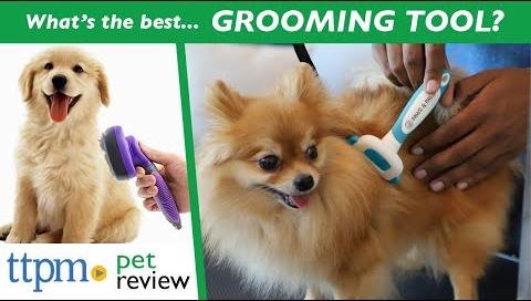 Essential Dog Grooming Tools for a Healthy, Happy Pet