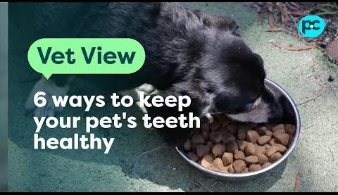 Poor Oral Hygiene in Dogs Linked to Serious Health Risks