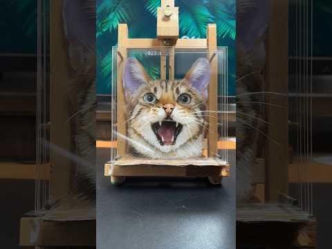 Survey Reveals Australians’ Growing Pet Humanization Trend