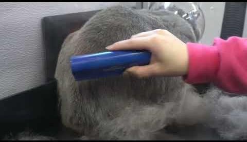 Best Dog Brushes for Shedding: Expert Recommendations and Tips